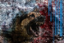 Refur Geirdal - geirdal.is Refur Geirdal