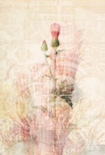 Refur Geirdal - geirdal.is Refur Geirdal