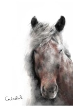 Refur Geirdal - geirdal.is Refur Geirdal