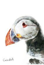 Refur Geirdal - geirdal.is Refur Geirdal