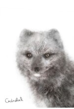 Refur Geirdal - geirdal.is Refur Geirdal