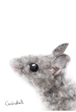 Refur Geirdal - geirdal.is Refur Geirdal