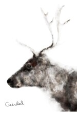 Refur Geirdal - geirdal.is Refur Geirdal