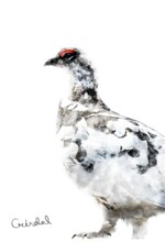 Refur Geirdal - geirdal.is Refur Geirdal